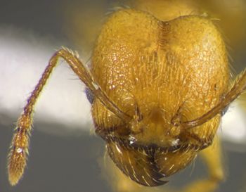 Media type: image;   Entomology 35125 Aspect: head frontal view